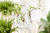 House plants in light bulbs