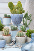 Cactus collectie
