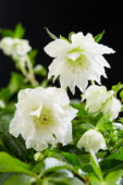 Helleborus orientalis Double Ellen® White Helleborus orientalis Double Ellen® White