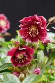 Helleborus orientalis Double Ellen® Red Helleborus orientalis Double Ellen® Red