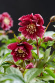 Helleborus orientalis Double Ellen® Red Helleborus orientalis Double Ellen® Red