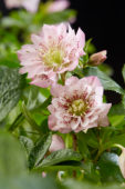 Helleborus orientalis Double Ellen® Pink Helleborus orientalis Double Ellen® Pink