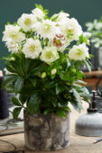 Helleborus orientalis Double Ellen® White Helleborus orientalis Double Ellen® White