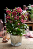 Helleborus orientalis Double Ellen® Red Helleborus orientalis Double Ellen® Red