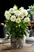 Helleborus orientalis Double Ellen® White Helleborus orientalis Double Ellen® White
