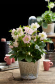 Helleborus orientalis Double Ellen® Pink Helleborus orientalis Double Ellen® Pink