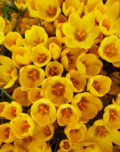 Crocus chrysanthus Goldilocks