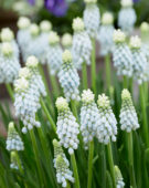 Muscari Esther® Muscari Esther®