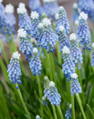 Muscari Helena® Muscari Helena®