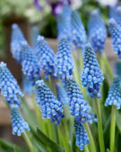 Muscari Carola® Muscari Carola®