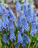 Muscari Lindsay® Muscari Lindsay®
