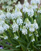 Muscari Manon® Muscari Manon®