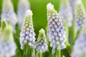 Muscari Julia® Muscari Julia®