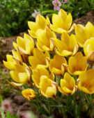 Crocus Early Gold