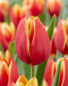 Tulipa Ewa