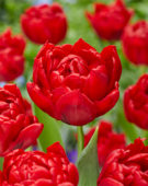 Tulipa Divine
