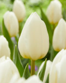 Tulipa Alborz
