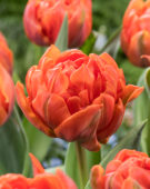 Tulipa Hermitage Double