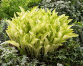 Hosta Kiwi Spearmint