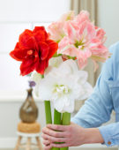 Hippeastrum Nymph Mix