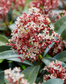 Skimmia japonica Picobello