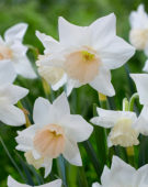 Narcissus Katie Heath