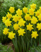 Narcissus Golden Ducat