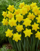 Narcissus Golden Ducat