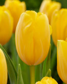 Tulipa Gouden Prins Claus