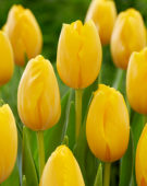 Tulipa Gouden Prins Claus