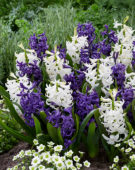 Hyacinthus blauw en wit