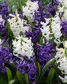 Hyacinthus blauw en wit