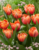 Tulipa Royal Centennial