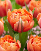 Tulipa Royal Centennial