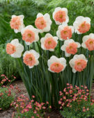 Narcissus Night Life