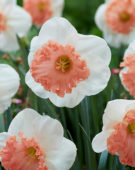 Narcissus Night Life