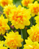 Narcissus Double Joy