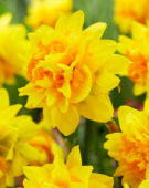 Narcissus Double Joy
