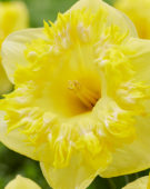 Narcissus Snowtip