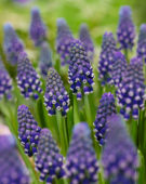 Muscari Night Eyes®