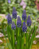 Muscari Night Eyes®