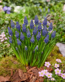 Muscari Night Eyes®