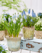 Muscari Cool Blues