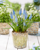 Muscari Cool Blues