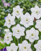 Narcissus Falmouth Bay