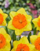 Narcissus Pride of Lions