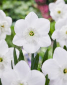 Narcissus Falmouth Bay