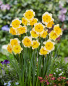 Narcissus Life is Good