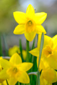 Narcissus Yellow Carpet