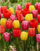 Tulipa mix